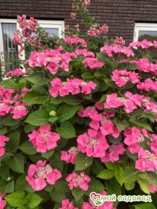 Гортензия крупнолистная Ротшванц ЗКС