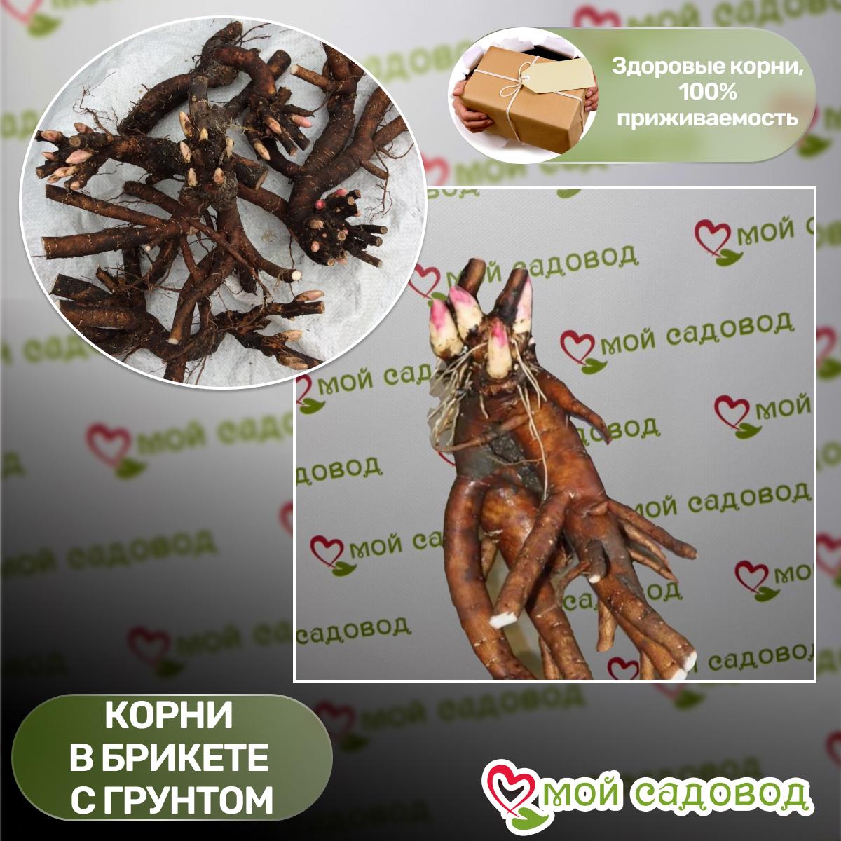 Пионы Кора Луиза