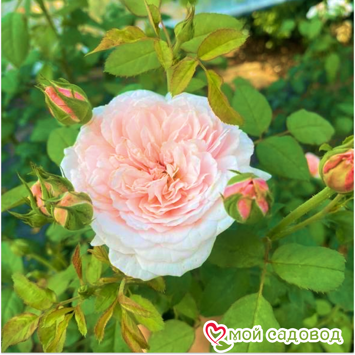 Роза чайно-гибридная Свит Антик